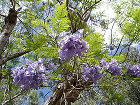 Jacaranda mimosifolia