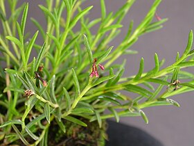 Jacquiniella globosa