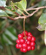 Fruto de Kadsura japonica.