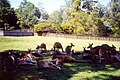 Kangaroos at Lone Pine Koala Sanctuary