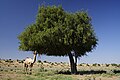 Provincial tree of Rajasthan