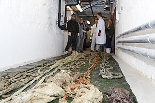 #69 (10/4/1896) and others View from the other end of the corridor, showing the tentacles of the three more-or-less complete specimens and various other assorted giant squid parts (see also tentacular club being examined)