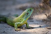 Lézard vert (Lacerta bilineata)