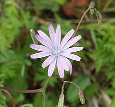 Lactuca perennis