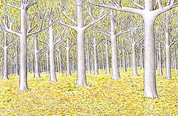 dessin aux crayons de couleurs d'une forêt illuminée de lumière dorée