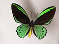 Birdwing