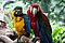 Two Macaws.