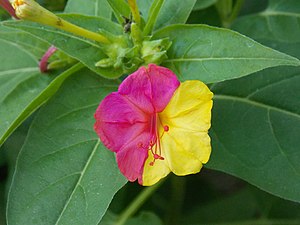 Mirabilis jalapa