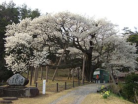 三隅大平桜