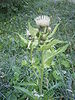 Cirsium oleraceum