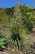 Floración de un ejemplar de Nolina siberica.