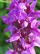 Orchis sp.