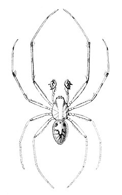 Description de l'image Orsonwelles malus (Simon, 1900).jpg.