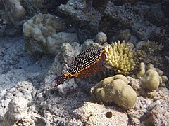 Un poisson-coffre pintade (Ostracion meleagris) mâle