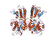 1ewk​: Kristalna struktura ekstracelularnog domena metabotropnog glutamatnog receptora 1 u kompleksu sa glutamatom