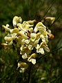 Pedicularis tuberosa