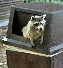 A raccoon climbing out of a trash can
