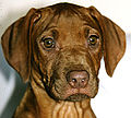 portrait d'un chiot de 3 mois Rhodesian ridgeback nez foie yeux ambres.