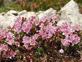 Rhodothamnus chamaecistus