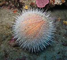 Echinoderm literally means "spiny skin", as this water melon sea urchin illustrates