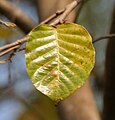 Old leaf at Jayanti.