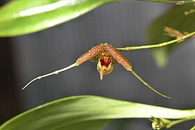 Scaphosepalum swertiifolium