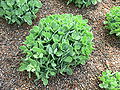 Showy sedum