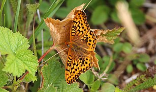 Speyeria zerene