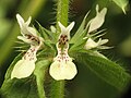 Stachys ocymastrum (Tribù Stachydeae)