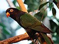 Papuan lorikeet