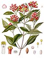 Syzygium aromaticum (L.) Merr. & L.M.Perry