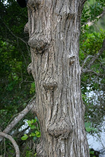 Trunk and bark