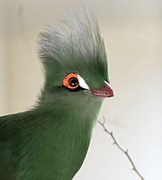 Green Turaco