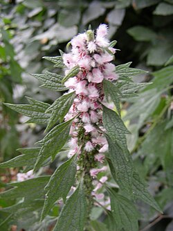 Rohtonukula (Leonurus cardiaca)