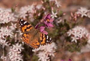 A native Australian painted lady butterfly feeding from a salmon sun-orchid within the park