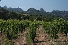 Vue d'une vigne.