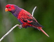 A red parrot with a violet neck and underside, and black eye-spots and wingtips