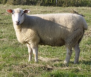 Deutsches weißköpfiges Fleischschaf