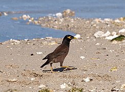 Un martin triste (Acridotheres tristis)