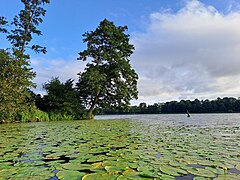 Yellow water lilies and an alder tree at the point across from the village of Wilamowo, where the lake's direction shifts