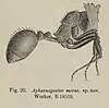 Aphaenogaster mersa illustration