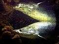 Image 3Arapaima gigas (from Agriculture in Guyana)