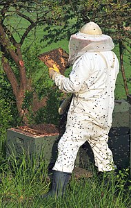 Beekeeper, by Michael Gäbler