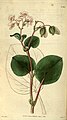 Botanical illustration