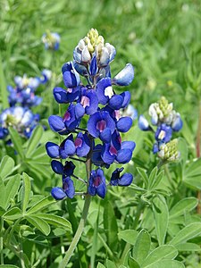 Lupinus texensis, by Loadmaster (David R. Tribble)