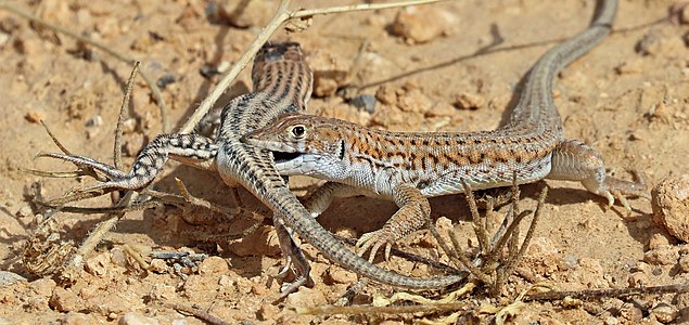 Bosc's fringe-toed lizards during courtship, by Charlesjsharp