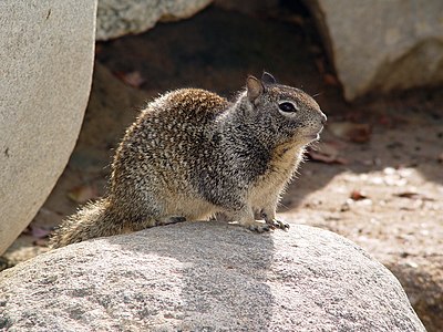 California ground squirrel, by Howcheng