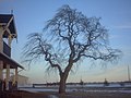 Open-branched Camperdown Elm, Prince Edward Island, Canada[28]