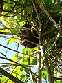 A bee swarm of Cape honey bees