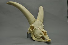 A skull of a male Alpine ibex on a grey background. The skull has large, curved horns.